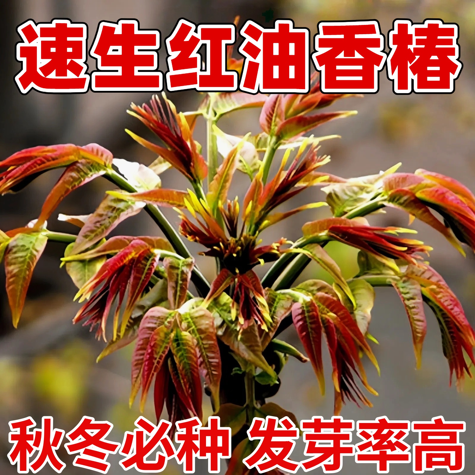 香椿籽种籽红油四季香椿树苗芽种孑水培种植树种嫩芽四川云南香椿