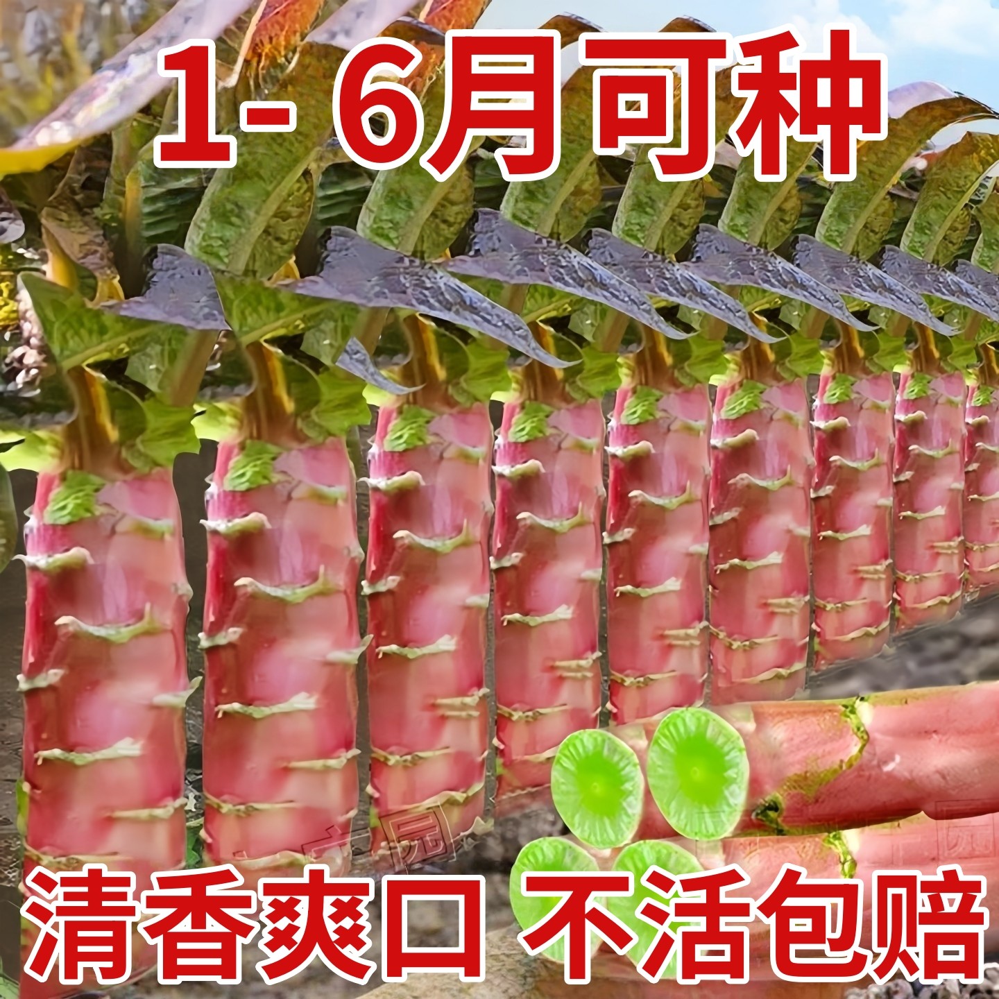 莴笋种子种籽红皮红叶锄头香脆莴苣菜种秋季冬季四季耐热蔬菜苗孑,鲜花速递/花卉仿真/绿植园艺,种苗/半成品盆栽,淘宝优惠券,粉丝福利购,淘宝优惠卷