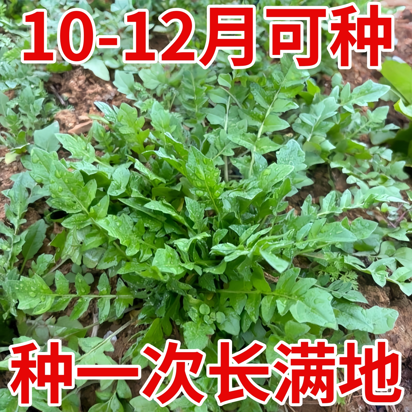 野生荠荠菜种子四季大叶荠菜籽阳台庭院盆栽高产芨芨蔬菜种孑大全