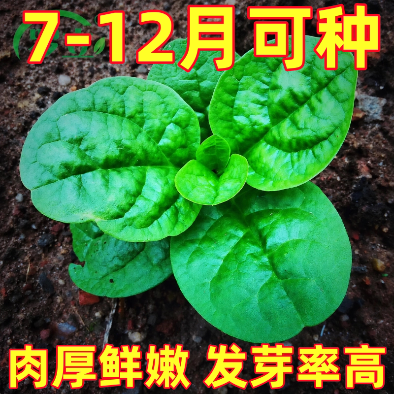 大叶木耳菜种子种籽孑子菜苗四季盆栽苗秧夏季夏天种的蔬菜秧苗莱