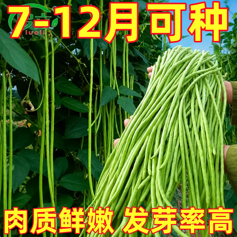 豇豆长豆角种子小五叶四季豆芸豆秋季豆角种籽大全孑蔬菜种苗豆种