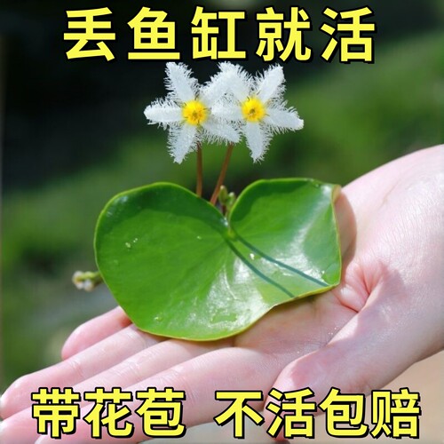 一叶莲水草水生水培植物净化水质碗莲乌龟缸鱼缸造景浮萍养龟真草