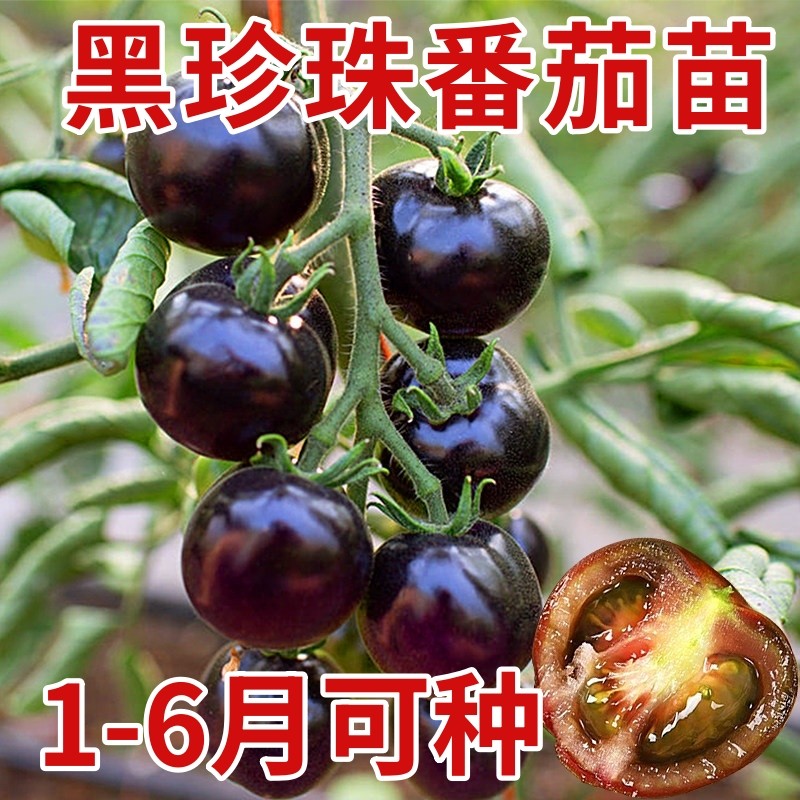 寿光超甜黑玫瑰番茄秧苗纯黑紫色圣女果西红柿种子带土球四季阳台,鲜花速递/花卉仿真/绿植园艺,种苗/半成品盆栽,淘宝优惠券,粉丝福利购,淘宝优惠卷