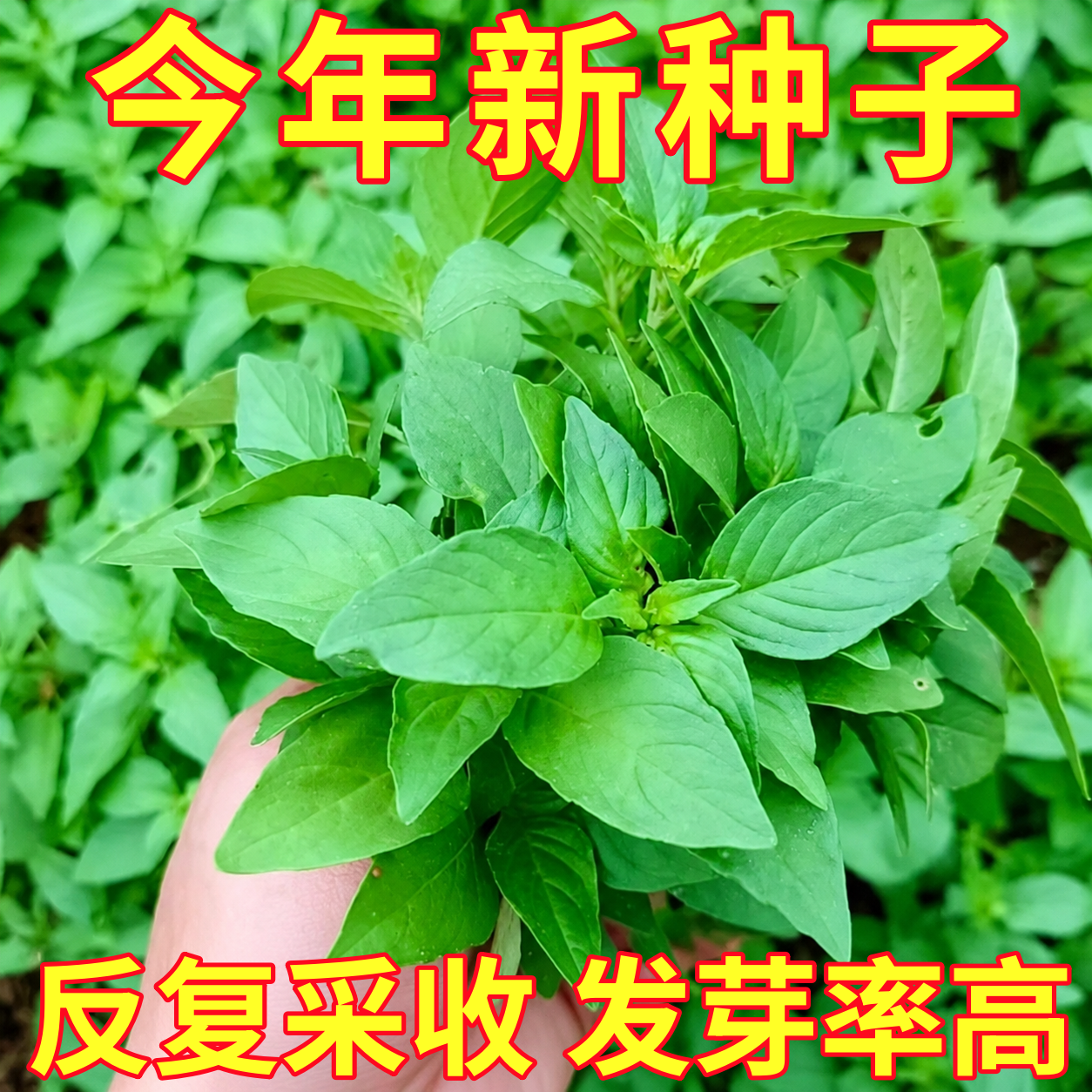 荆芥菜种籽大全河南大叶蔬菜种子孑四季种植菜籽金苋菜荆棘空心菜