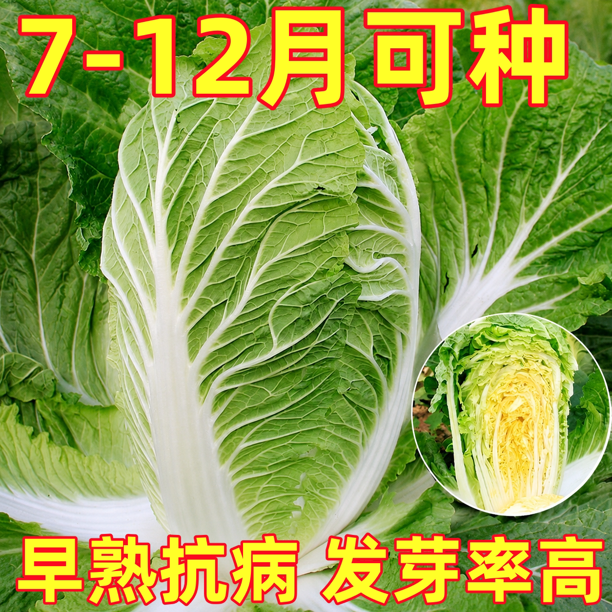山东胶州大白菜种子黄心白菜种子老品种秋季冬储四季白菜籽蔬菜孑