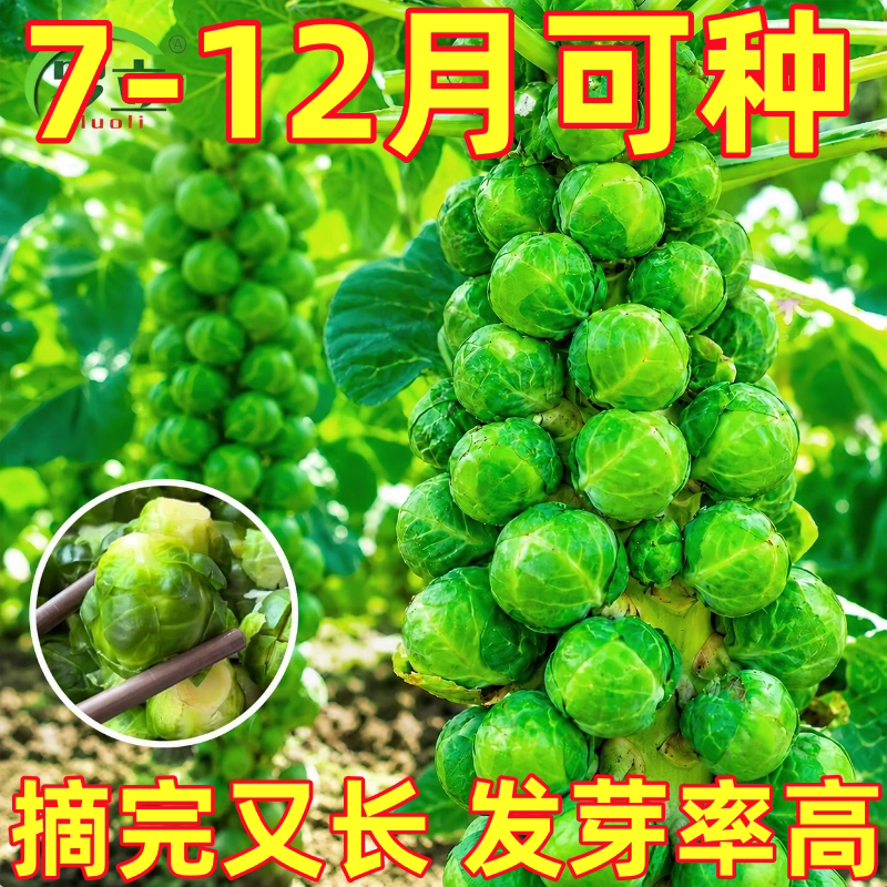 孢子甘蓝种子菜种籽抱子甘蓝秧苗盆栽南方蔬菜苗植物种孑四季种植
