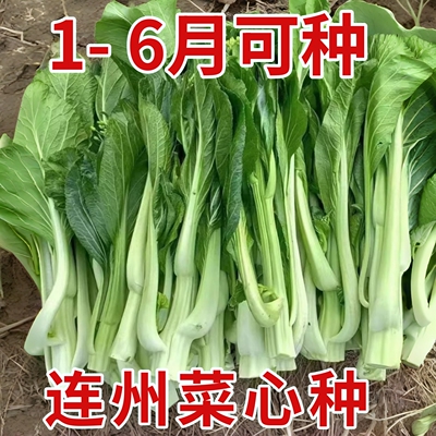 连州菜心广东孑种甜菜心菜籽早熟迟菜薹种子四九菜苔种苗四季蔬菜