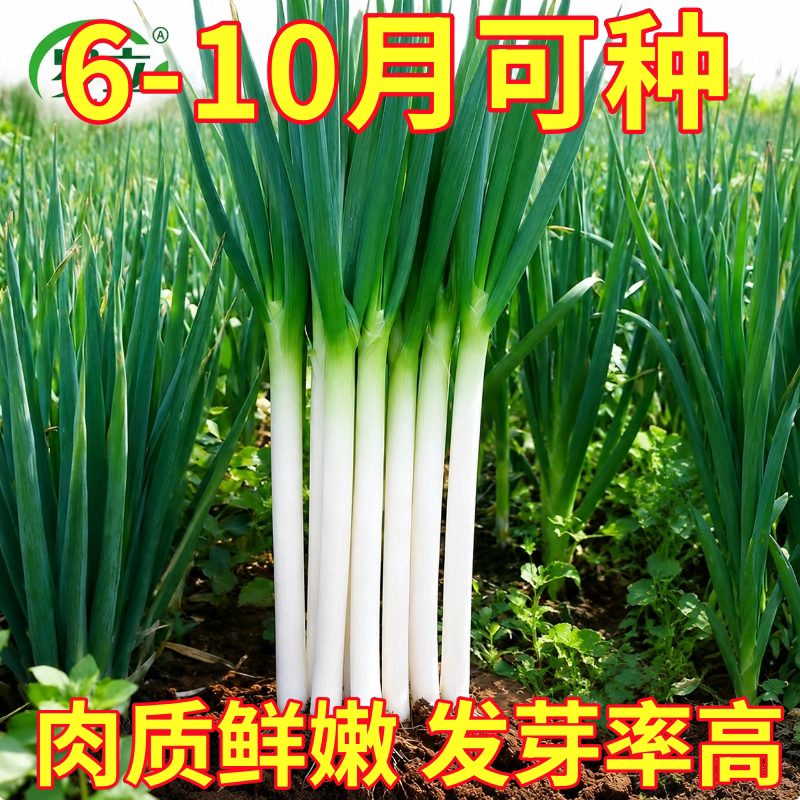 山东章丘大葱种子种籽孑苗四季葱子葱苗带根香葱秧苗大葱根苗葱根