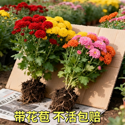 菊花盆栽带花苞开花可食用特大乒乓菊荷兰菊花苗大花大苗植物