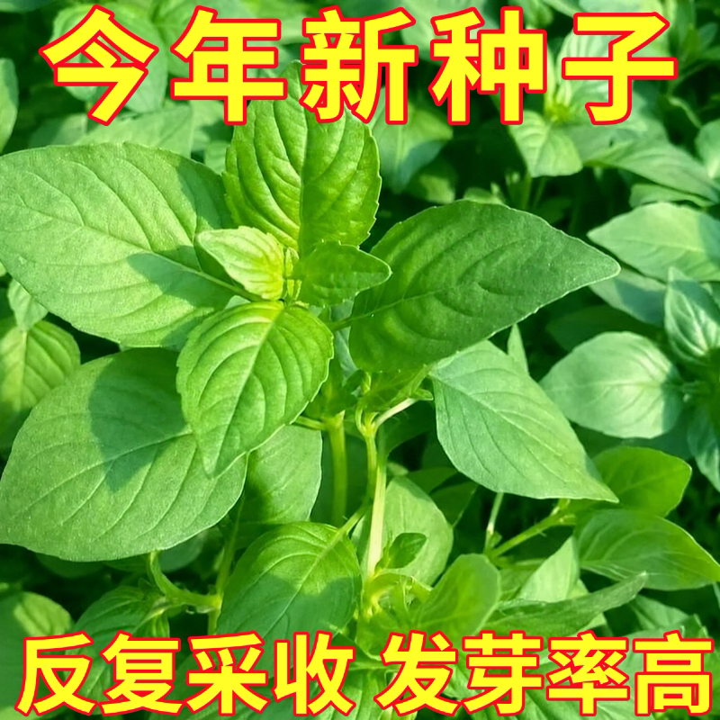 荆芥菜籽种夏季耐热河南正宗大叶荆芥种子室内外阳台盆栽易种高产