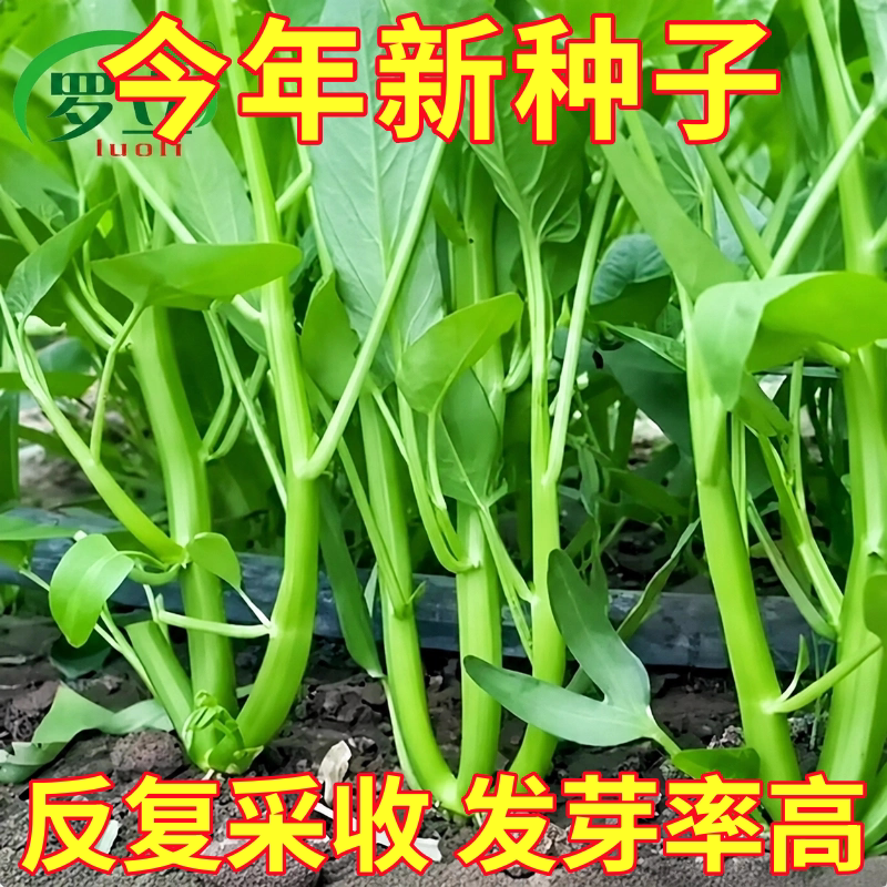 大叶三叉菜空心菜种子种籽苗夏四季菜苗带根种植菜种蔬菜菜籽子孑