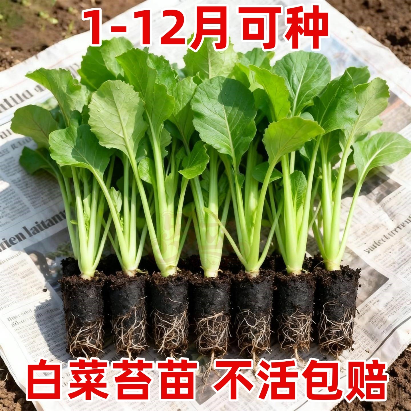 广东广州白菜苔菜苗侧苔多成活率高露天种植耐热耐寒蔬菜现拔带泥