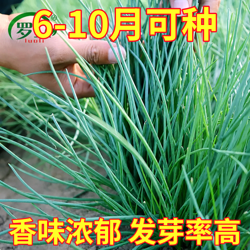 农家沙葱种子耐旱耐寒四季韭葱胡葱小葱种籽盆栽阳台种菜蔬菜种孑