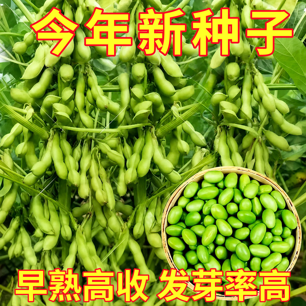 早熟毛豆种籽黄豆早毛豆高产菜毛豆特大青大豆四季夏秋季种子孑