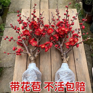 梅花树苗庭院盆栽室外耐寒冬梅红梅腊梅地栽开花盆景四季花卉植物