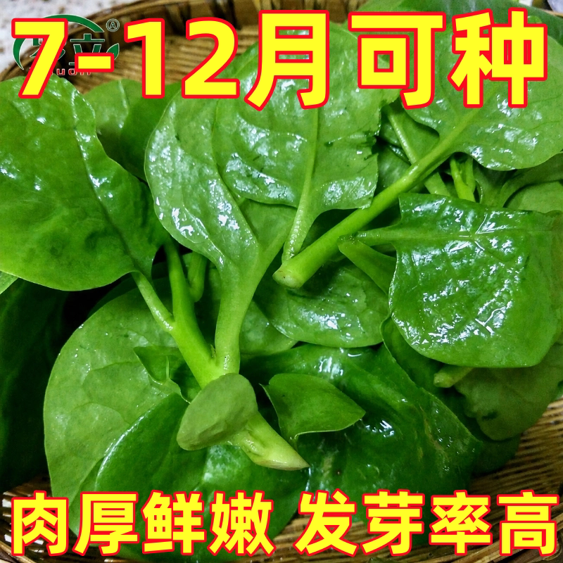 大叶木耳菜种子苗落葵小青菜耐高温湿春四季阳台盆栽疏蔬菜种籽孑