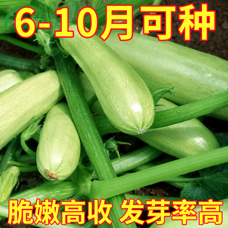 西葫芦种子苗高产秧四季盆栽西胡芦种籽蔬菜夏季香蕉大全瓜孑瓜苗