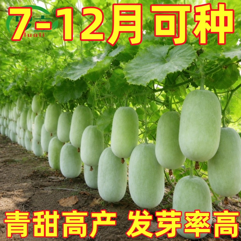 一串铃小冬瓜种子四季高产小冬瓜籽庭院阳台盆栽大田蔬菜种子