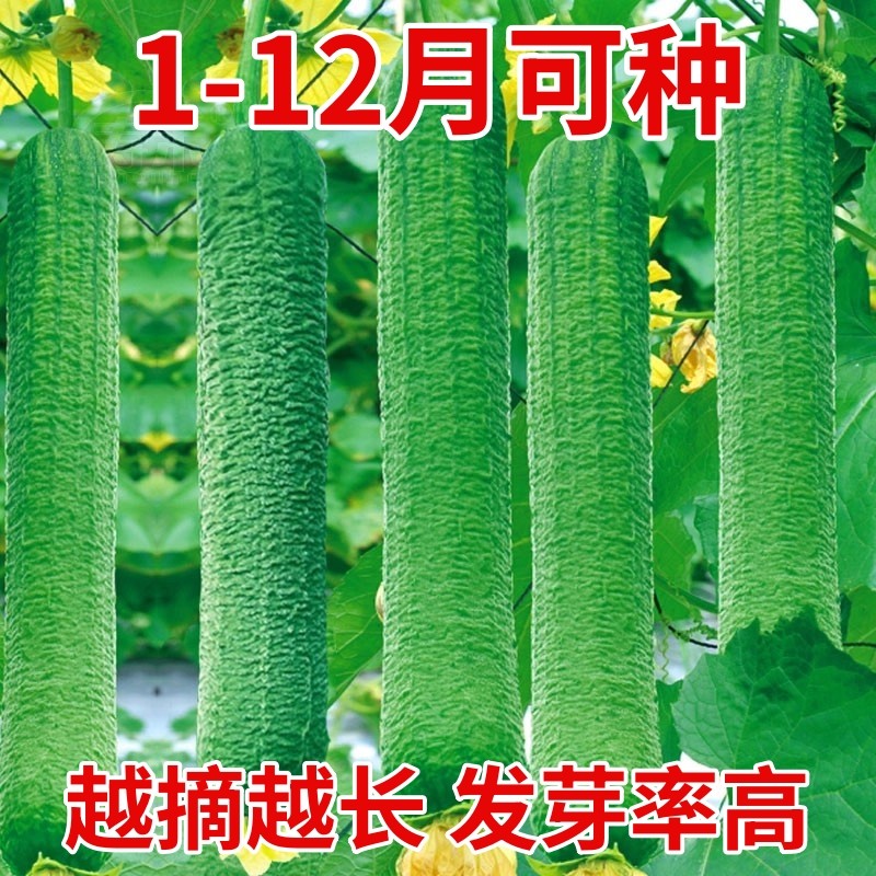 皱皮丝瓜新品种肉丝瓜种籽四季特大超长蔬菜种子菜孑子籽种水瓜,鲜花速递/花卉仿真/绿植园艺,家庭园艺种子,淘宝优惠券,粉丝福利购,淘宝优惠卷