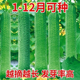 皱皮丝瓜新品种肉丝瓜种籽四季特大超长蔬菜种子菜孑子籽种水瓜