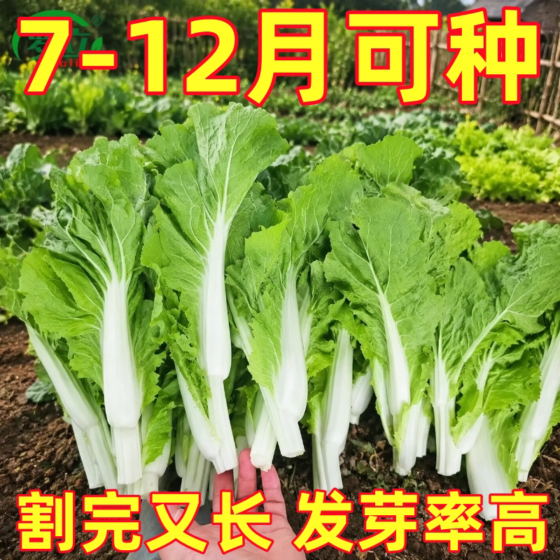 四季速生奶油白菜苔种子家庭阳台盆栽蔬菜种籽高产易种菜心秧苗