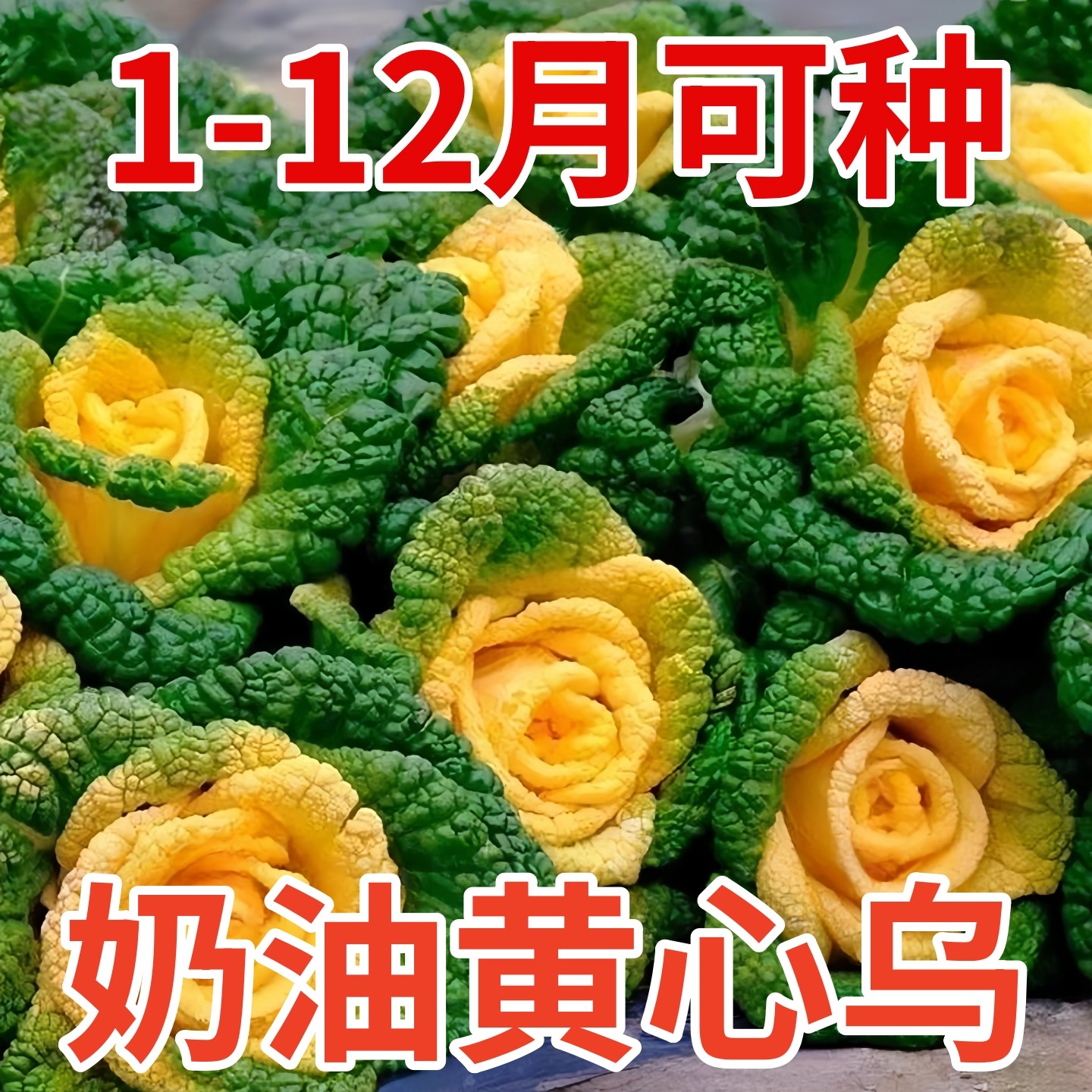 奶油黄心乌种子耐寒黄心乌塌菜种籽菊花心青菜四季蔬菜秋冬季,鲜花速递/花卉仿真/绿植园艺,种苗/半成品盆栽,淘宝优惠券,粉丝福利购,淘宝优惠卷