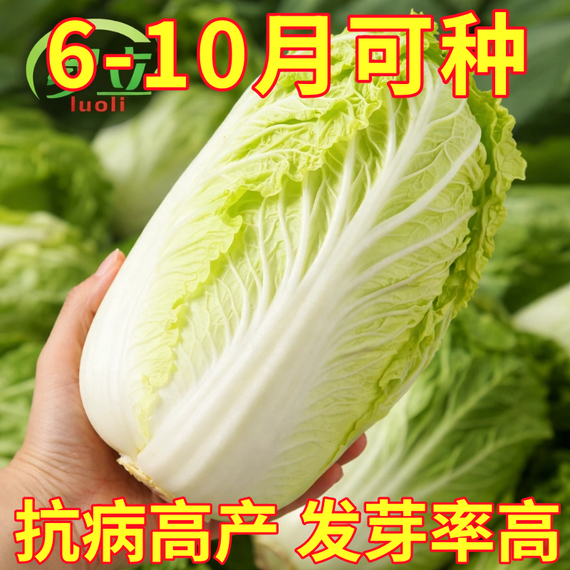 正宗夏阳耐热白菜种子老品种早熟四季家庭阳台盆栽夏季蔬菜籽抗热