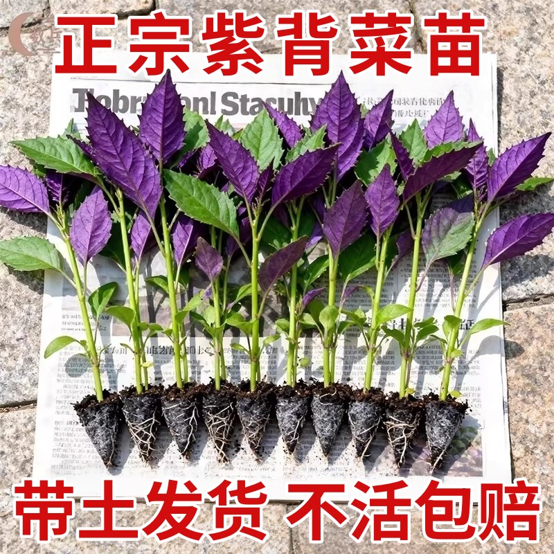 紫背菜苗带根紫背天葵四季种子白血皮菜蔬菜观音菜苗新鲜包邮