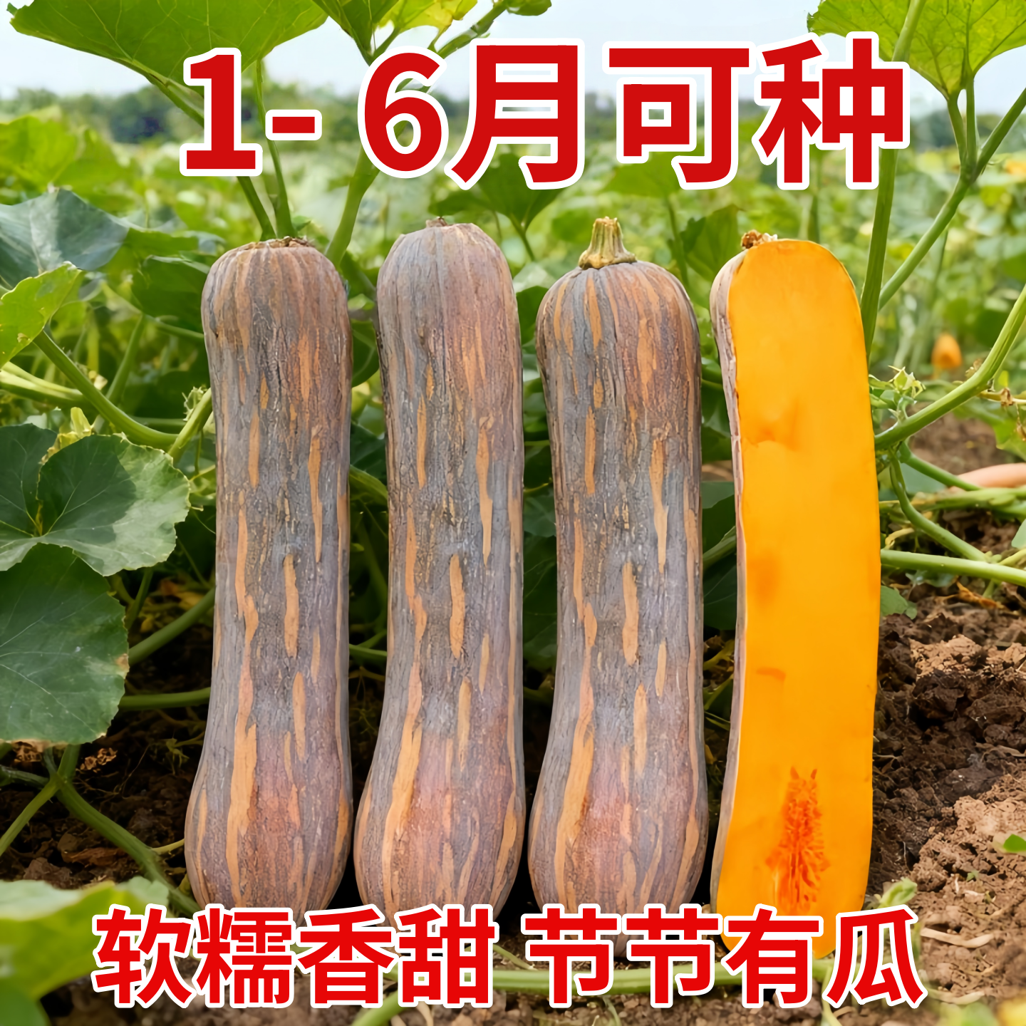 健美密本南瓜种子超甜粉面密本南瓜种子甜面南瓜种籽早熟高产蔬菜