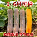 健美密本南瓜种子超甜粉面密本南瓜种子甜面南瓜种籽早熟高产蔬菜