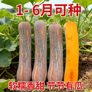 健美密本南瓜种子超甜粉面密本南瓜种子甜面南瓜种籽早熟高产蔬菜