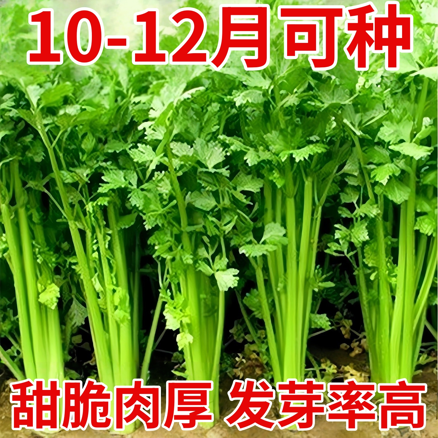 芹菜种子四季小香芹种子易活高产