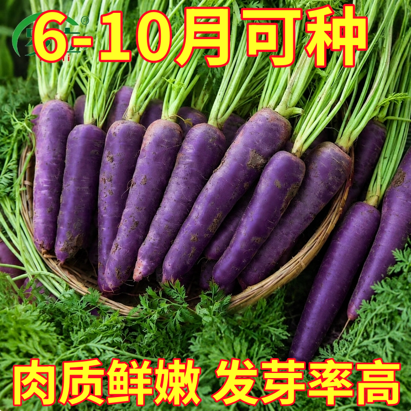 紫色胡萝卜种子老品种水果红萝卜蔬菜种籽盆栽庭院播种植正品脆甜