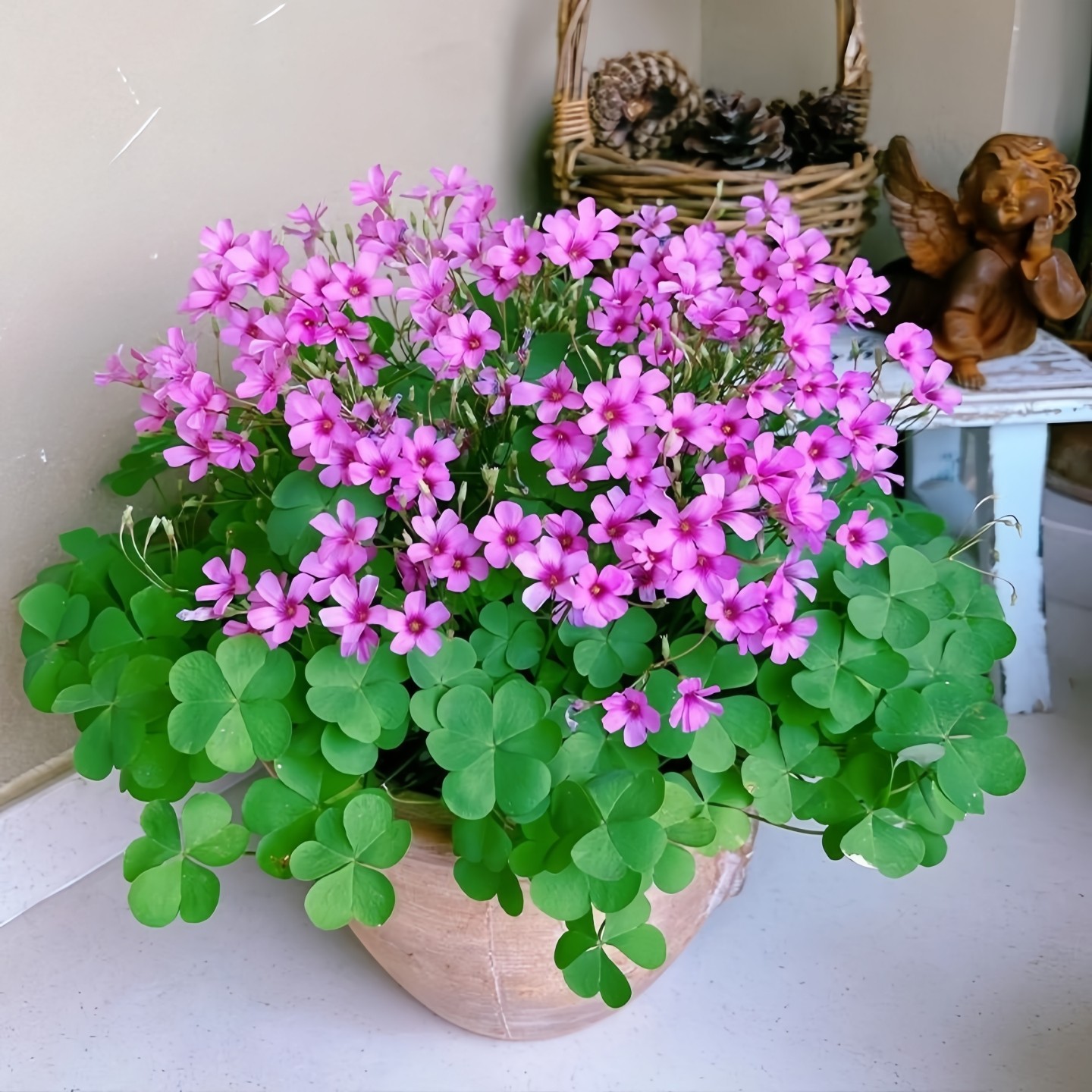 酢浆草盆栽带花种球桃之辉ob重瓣花卉大全四季好养室内外花卉绿植,鲜花速递/花卉仿真/绿植园艺,红掌/凤梨/温室花卉,淘宝优惠券,粉丝福利购,淘宝优惠卷