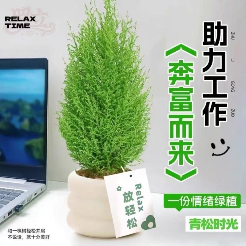 小香松绿植桌面防辐射盆栽净化空气植物四季长青圣诞树北欧风花卉