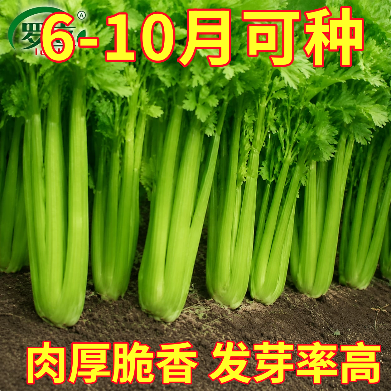 大肉西芹种子芹菜种籽肉厚实芹脆爽阳台盆栽庭院农家菜园蔬菜种孑