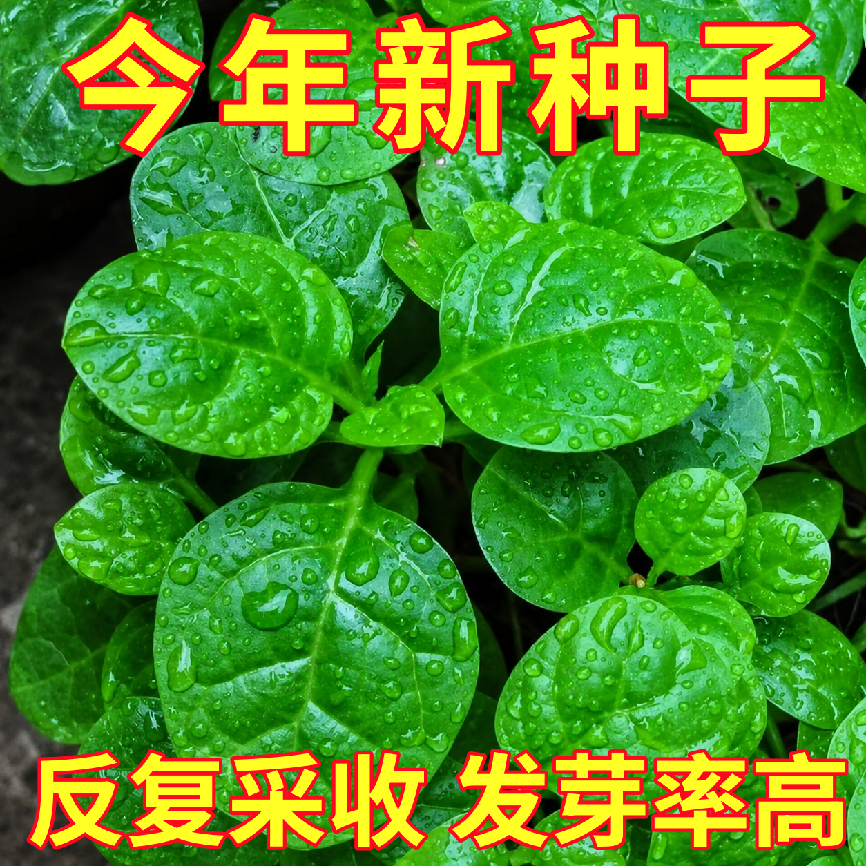 大叶木耳菜种子小青菜阳台盆栽菜种蔬菜种籽四季种植秧孑夏季菜苗