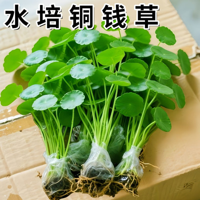 铜钱草水培植物大叶水培金钱草绿植鱼缸水草办公室桌面盆栽净化水