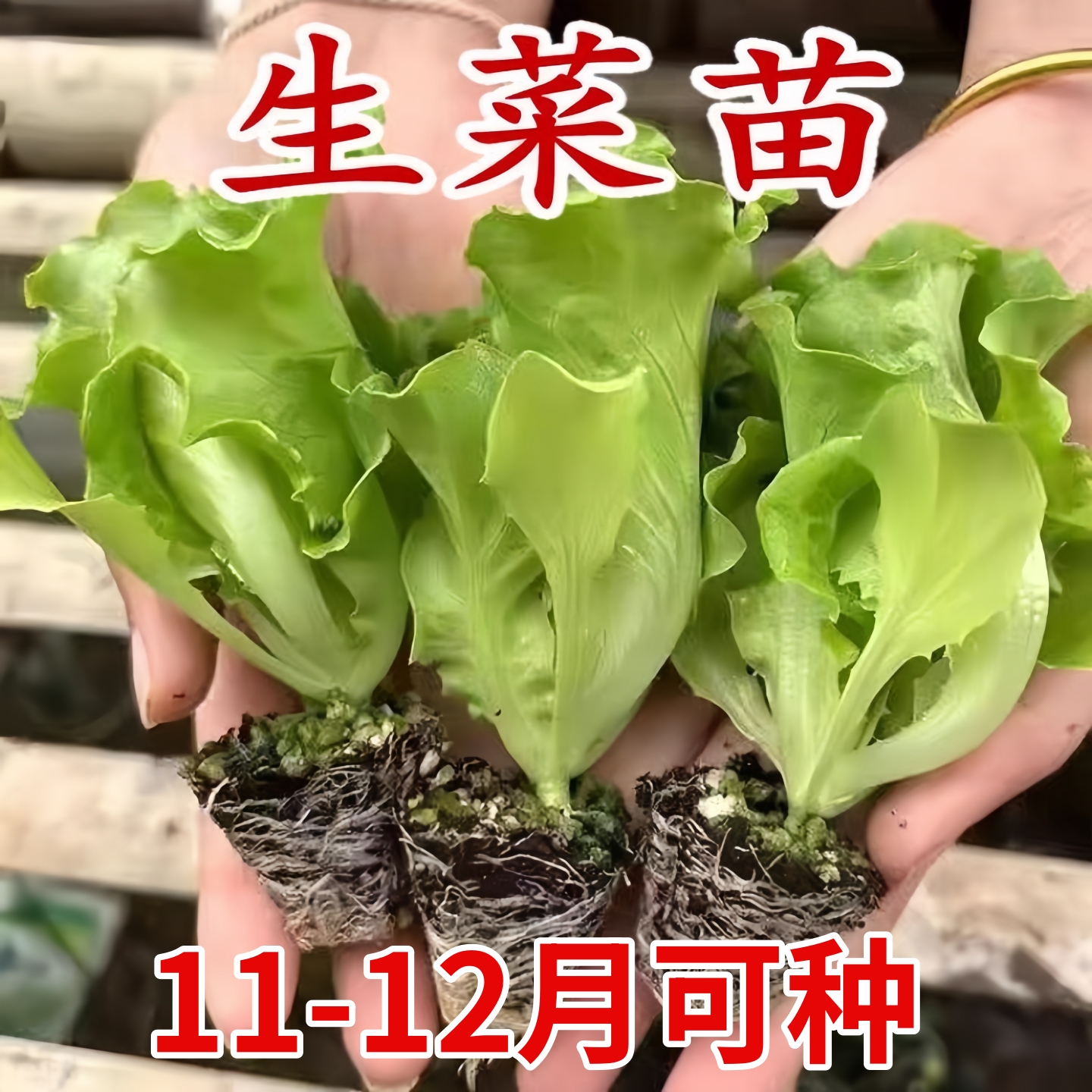 脆嫩生吃奶油大速生菜玻璃生菜苗子苗阳台四季耐寒盆栽春季蔬菜苗