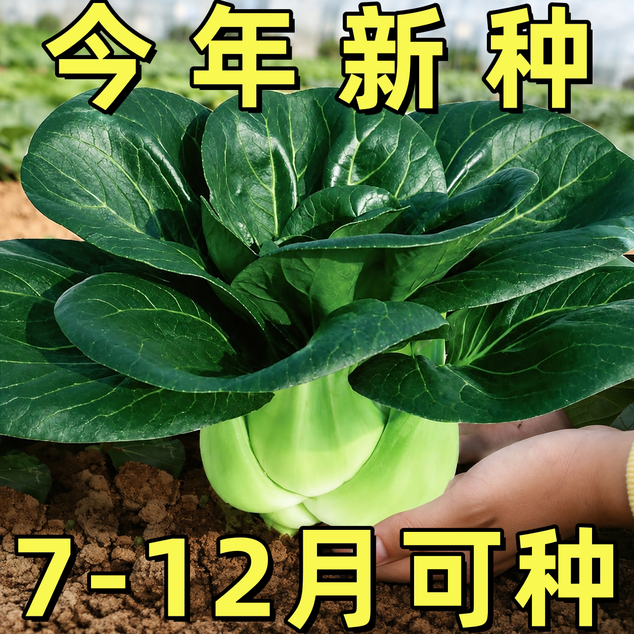 黑叶矮脚苏州青种子油菜种籽菜籽小青菜白菜蔬菜孑青梗上海青大全