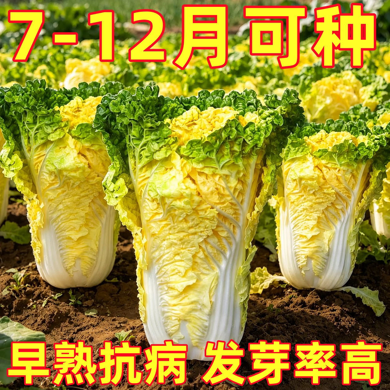 鸡蛋黄色大白菜种狮头种子籽黄心黄芯种子蔬菜青菜四季秋季孑大全