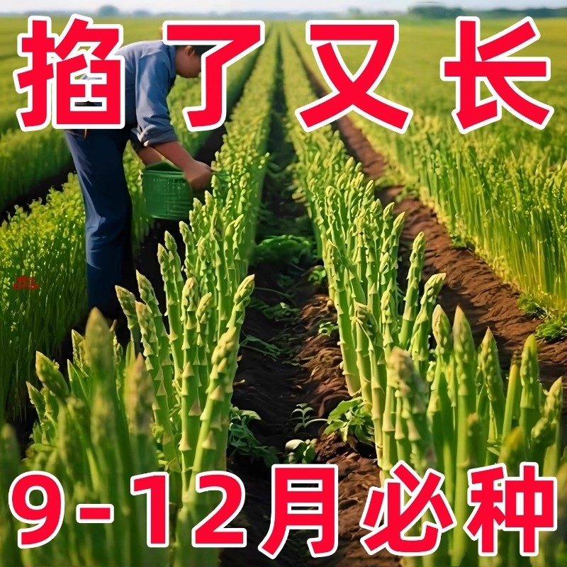 芦笋种子四季种植蔬菜之王高产绿芦笋种籽抗热耐寒高营养蔬菜种子