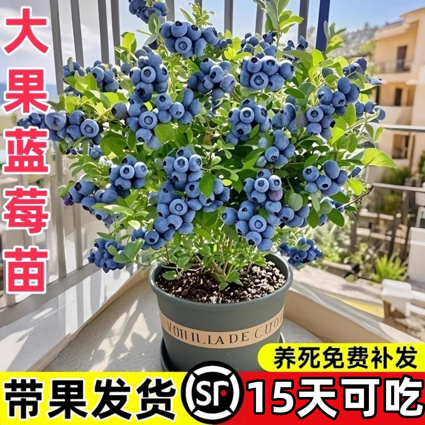 【带果蓝莓】大果蓝莓香年甜室内盆栽庭院地栽南北方种植当结果