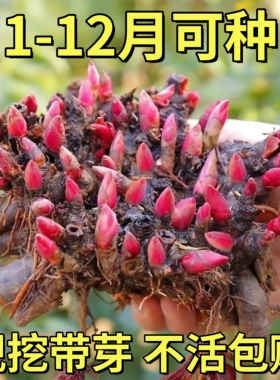 芍药花苗重瓣带芽大苗鲜花四季种植卉阳台庭院牡丹花种根盆栽植物