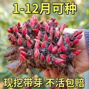芍药花苗重瓣带芽大苗鲜花四季 种植卉阳台庭院牡丹花种根盆栽植物