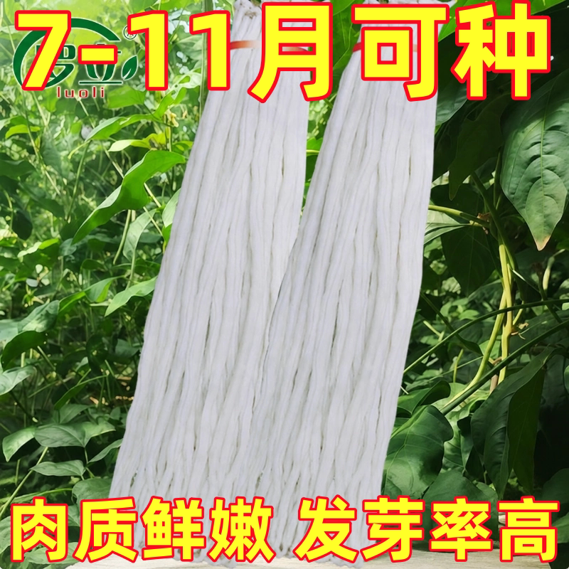 厚肉长豆角白豇豆种子特长春秋蔬菜孑种豆角种籽大全四季豆种高产