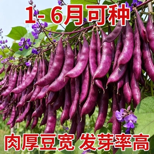 紫眉豆种子高产早熟豆角猪耳朵红肉紫扁豆种孑梅豆种籽爬藤蔬菜种