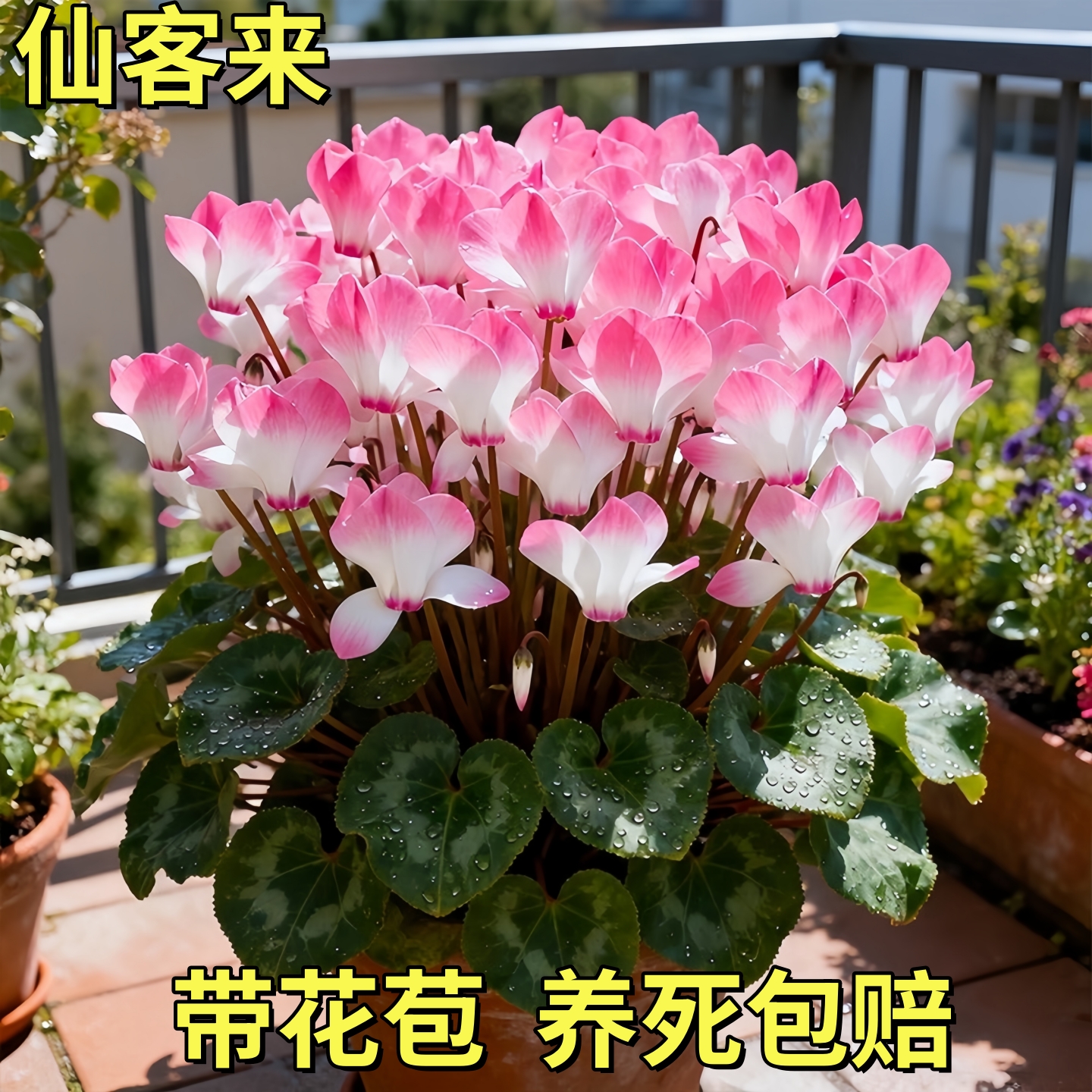 【浓香】仙客来盆栽带花带花苞室内阳台大花花卉植物好养活爆花苗