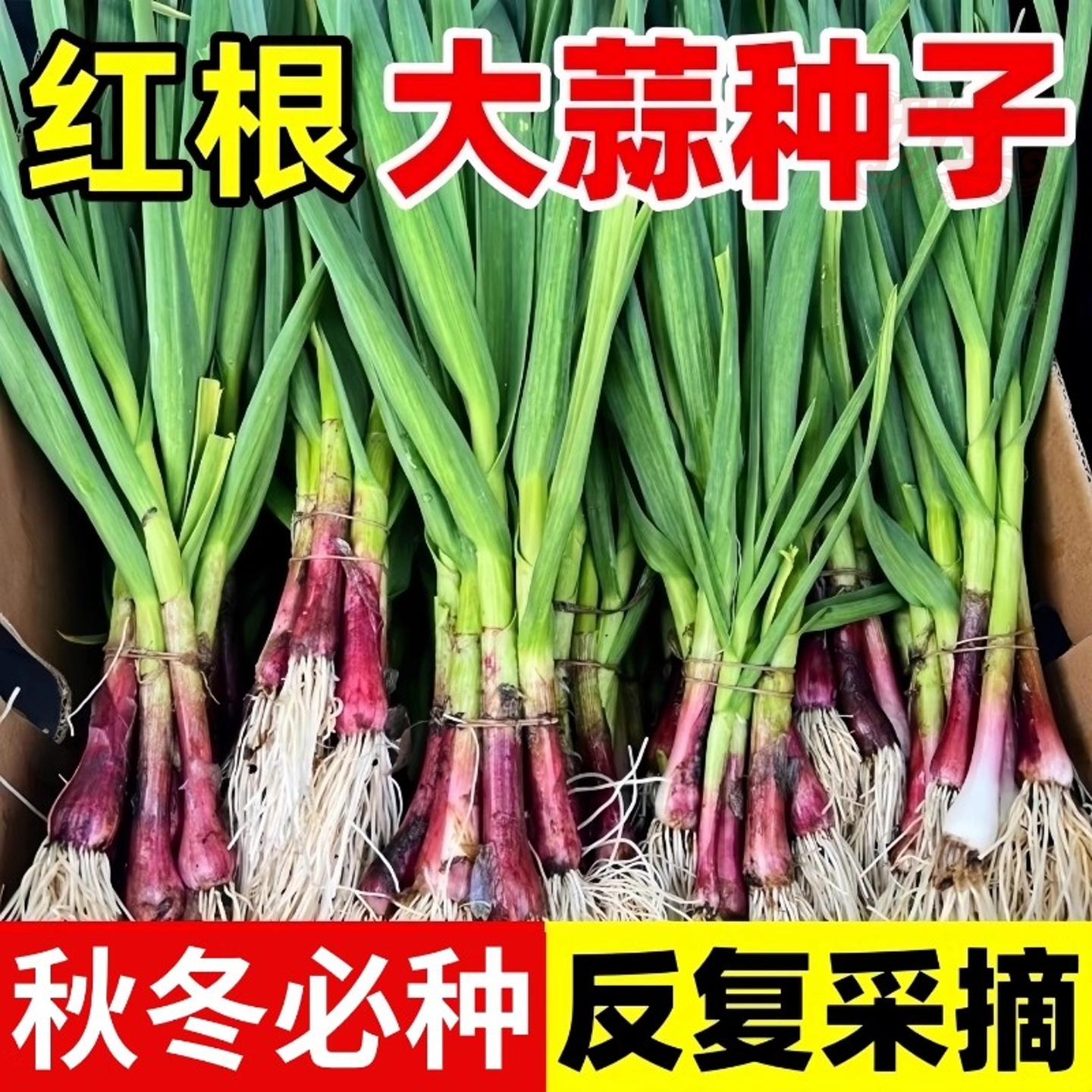 红根蒜苗种子四季宽叶蒜苗种大蒜种籽耐寒紫皮自种红皮大蒜苗种子