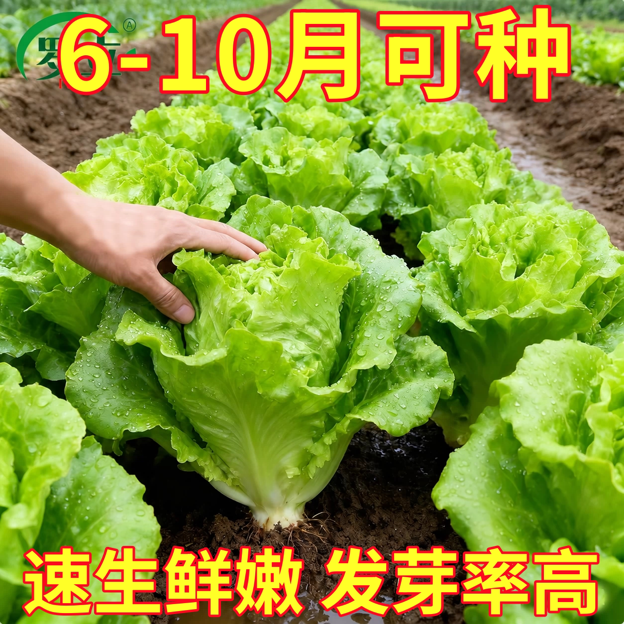 意大利生菜种子高产速生奶油紫叶生菜籽种全国四季可种植发芽率高